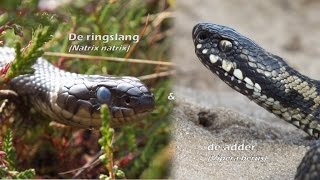 De ringslang (Natrix natrix) en de adder (Vipera berus)