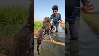 Eagle 🦅 ko rescue kr Lia #pets #minizoo #petlizard #minivlogs #minizoopets