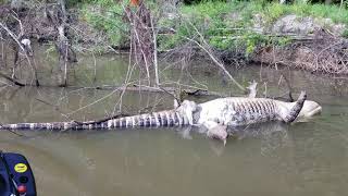 Dead Gator