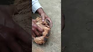 Coconut cutting Skill😱😱😱😱