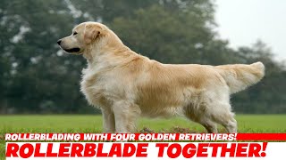 Rollerblading with Four Golden Retrievers!