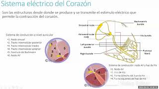 Fisiología cardiaca - AngioCardiología - sem 5