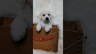 #7weeks #photooftheday #goldenretrieverpuppy #goldenretriever #puppies #cutestpuppyever