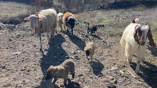 KANGAL YAVRULARINI KOYUN AŞIĞI YAPTIM🙂