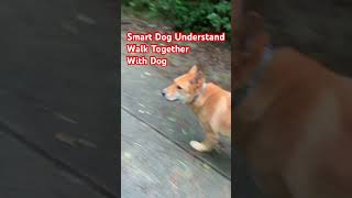 Smart Dog Understand When i said Walk Together (With Dog)