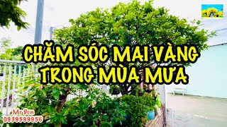 Chăm sóc Mai vàng trong mùa mưa những điếu cần lưu ý