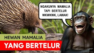 2 Hewan Mamalia yang Bertelur, Kok Bisa?