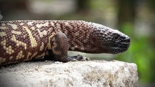 Mexican Beaded Lizard 01 Footage