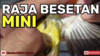 SANG RAJA BESETAN BERUKURAN MINI !