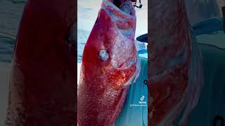 Texas Red Snapper