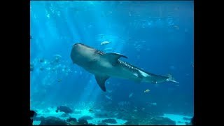 Seeing Whale Sharks at the Georgia Aquarium : Travel Vlog