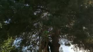 Spiking up and limbing a pine to clear power lines