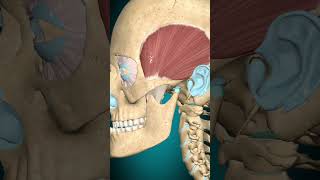 Temporalis muscle action Mandible: retraction #muscle