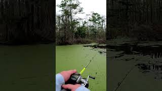 Owl snatches my frog! #fyp #fypシ  #angler #foryou #fishing #bassfishing #fun #shorts #shorts #fish