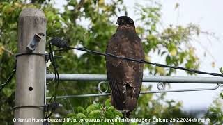 Oriental Honey-buzzard (Pernis Ptilorhynchus torquatus - Juvenile) @ Chiu S C DSCN4024