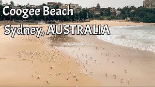 Coogee Beach #sydney #australia #vacation #seagulls