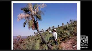 2021 Tejiendo la historia de la palma de monte  Brahea dulcis y el paisaje de la Reserva de la Biósf