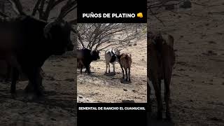 El puños de Platino Ex Destructor ahora está de semnatal en Rancho el Guamuchil 👊🇲🇽