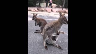 Wallaby Baby Känguru Tasmanien