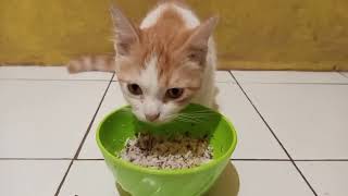 Menonton Kucing Sedang Makan Banyak!