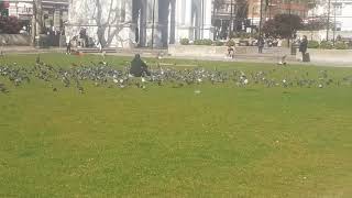 The Birds II: Marble Arch Pigeon Man