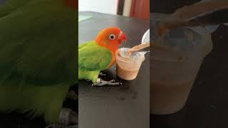 Baby Parrot feeding time