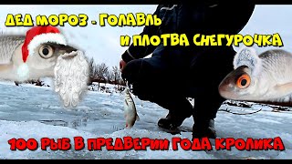 Дед мороз Голавль и плотва снегурочка. 100 рыб в предверии года кролика