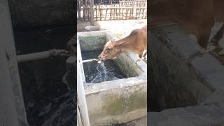 கிடேரி🐄கன்றுக்குட்டி கழுத்தில் இறுகிய கையிறு | female calf #தமிழ் #tamil #shorts #calf #viral #chase