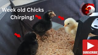 Just Chicks🐣🐥🐤 #chicks #chickschirping #chicksfirstday @Chickenchaos