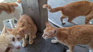 Bapak kucing baru pulang berkelana,langsung cari makan,kelaparan!!!!