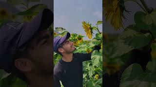 No Caption.... #sunset #nature #naturelovers #sunflower #shorts #trendingvideo