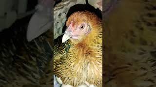 Naglomlom na ang mga Manok na inahon  || Manok Bisaya