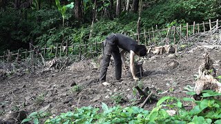 Prepare the soil and plant itchy taro, Wilderness Alone, episode 32