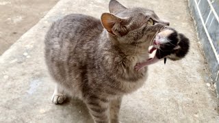 流浪猫叼着小猫搬来我家寻求庇护，小猫😽甚至还未睁眼，猫妈妈骨瘦如柴，它实在太了，我给母猫投喂了食物，最终，我把猫咪一家留下并照顾它们。🐈😽😘❤👍