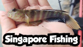 Check Out This Stunning Fish! | Pink-spotted Shrimpgoby | Singapore Fishing 🇸🇬