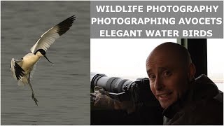 Wildlife Photography-Photographing Avocets an elegant wading bird