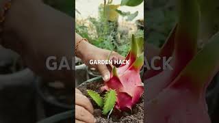 Garden Hack - Dragon fruit