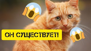 ПРИЗЫВАЕМ РЫЖЕГО КОТА!!!! повторка на Сергейонис