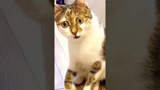 Cat 🐈😺 viral video 🐈 short Viral video#shorts #trending