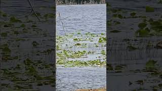 Rippling Waterways ,Lakefront View #naturetherapy #natureinspired