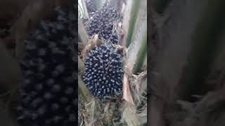 Petani sawit indonesia BUAH SAWIT UMUR 4 TAHUN Petani sawit indonesia