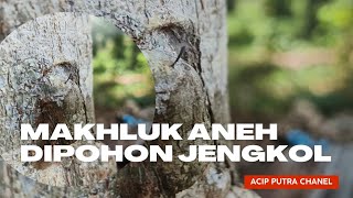 Makhluk Aneh Dipohon Jengkol#Vidioyoutube