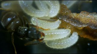 Lasius Niger larvae munching a piece of earthworm