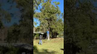 Cutting Limbs Off a Monster of a Tree