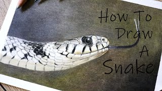 How to draw a SNAKE in Color Pencil!