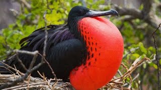 Frigate Bird | The Bird with the Red Pouch | Magnificent Frigatebird