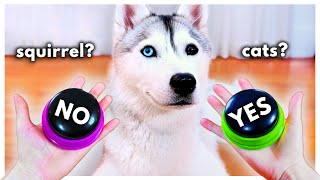 Dog Answers Fan Questions Using Talking Buttons! #4