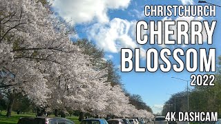 Christchurch Cherry Blossom Drive By 2022 4K