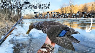 Black Ducks Feet Down in the Decoys! Icy Appalachian River! Public Land Success!