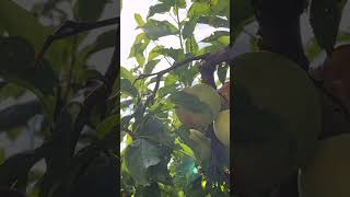 Harvesting Japanese Plum / Sumomo #gardening